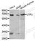 UTP3 Small Subunit Processome Component antibody, A5995, ABclonal Technology, Western Blot image 