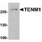 Teneurin-1 antibody, TA349161, Origene, Western Blot image 
