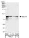 Kinesin-like protein KIF2C antibody, A300-808A, Bethyl Labs, Western Blot image 