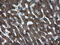 Ski-like protein antibody, M04131, Boster Biological Technology, Immunohistochemistry paraffin image 