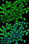 RAR Related Orphan Receptor A antibody, orb330425, Biorbyt, Immunofluorescence image 