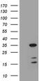 Growth Hormone 2 antibody, TA811356S, Origene, Western Blot image 