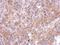 SPARC (Osteonectin), Cwcv And Kazal Like Domains Proteoglycan 3 antibody, NBP2-20476, Novus Biologicals, Immunohistochemistry frozen image 