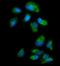 Monoamine Oxidase A antibody, PB9664, Boster Biological Technology, Immunofluorescence image 