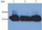 Immunoglobulin Kappa Constant antibody, LS-C45858, Lifespan Biosciences, Western Blot image 