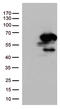 Mothers against decapentaplegic homolog 1 antibody, TA507244, Origene, Western Blot image 