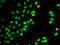 Septin-7 antibody, 19-158, ProSci, Immunofluorescence image 