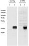 Coiled-Coil Domain Containing 3 antibody, AP32824PU-N, Origene, Western Blot image 