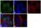 O-6-Methylguanine-DNA Methyltransferase antibody, 35-7000, Invitrogen Antibodies, Immunofluorescence image 
