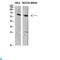 Solute Carrier Family 6 Member 1 antibody, LS-C813856, Lifespan Biosciences, Western Blot image 