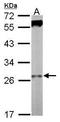 WD repeat-containing protein 61 antibody, PA5-30833, Invitrogen Antibodies, Western Blot image 