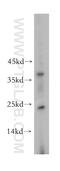 MRG-1 antibody, 15021-1-AP, Proteintech Group, Western Blot image 