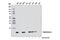 Cytochrome C, Somatic antibody, 11940T, Cell Signaling Technology, Western Blot image 