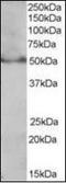 Peroxisome Proliferator Activated Receptor Delta antibody, orb89292, Biorbyt, Western Blot image 