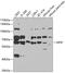 Arylsulfatase F antibody, 23-400, ProSci, Western Blot image 