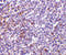 Interleukin-27 receptor subunit alpha antibody, 2481, ProSci Inc, Immunohistochemistry paraffin image 