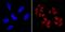 Quiescin Sulfhydryl Oxidase 1 antibody, MA1-014-D650, Invitrogen Antibodies, Immunofluorescence image 