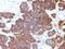 Parathyroid Hormone antibody, NBP2-48388, Novus Biologicals, Immunohistochemistry paraffin image 