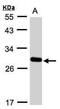 Yip1 Domain Family Member 4 antibody, NBP1-32497, Novus Biologicals, Western Blot image 