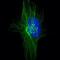 Transmembrane Protein 115 antibody, PA5-53310, Invitrogen Antibodies, Immunofluorescence image 