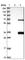 MORN Repeat Containing 3 antibody, HPA038709, Atlas Antibodies, Western Blot image 