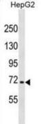 Nuclear Factor, Erythroid 2 Like 3 antibody, abx031256, Abbexa, Western Blot image 