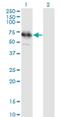 Testis Specific Serine Kinase Substrate antibody, H00060385-M01, Novus Biologicals, Western Blot image 