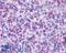 Formyl Peptide Receptor 1 antibody, LS-A2087, Lifespan Biosciences, Immunohistochemistry frozen image 