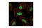 JunB Proto-Oncogene, AP-1 Transcription Factor Subunit antibody, 3755S, Cell Signaling Technology, Immunofluorescence image 