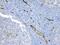 BCL2 Like 1 antibody, PA5-78862, Invitrogen Antibodies, Immunohistochemistry paraffin image 