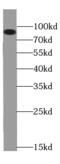 Glutaminyl-TRNA Synthetase antibody, FNab03482, FineTest, Western Blot image 