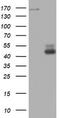 DNA Topoisomerase II Alpha antibody, LS-C336539, Lifespan Biosciences, Western Blot image 