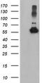 Tubulin Alpha Like 3 antibody, TA503939, Origene, Western Blot image 