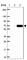 E3 ubiquitin-protein ligase RNF6 antibody, HPA039343, Atlas Antibodies, Western Blot image 