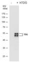 Thymine DNA Glycosylase antibody, NBP2-43717, Novus Biologicals, Western Blot image 