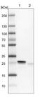 Jupiter Microtubule Associated Homolog 2 antibody, NBP1-88446, Novus Biologicals, Western Blot image 