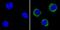 Complement C3b/C4b Receptor 1 (Knops Blood Group) antibody, MA5-13122, Invitrogen Antibodies, Immunofluorescence image 