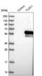 MTOR Associated Protein, Eak-7 Homolog antibody, PA5-59396, Invitrogen Antibodies, Western Blot image 