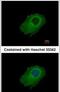Glia-derived nexin antibody, PA5-32163, Invitrogen Antibodies, Immunofluorescence image 