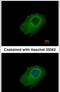 Serpin Family E Member 2 antibody, PA5-32163, Invitrogen Antibodies, Immunofluorescence image 