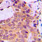 Protein Kinase C Zeta antibody, LS-C354069, Lifespan Biosciences, Immunohistochemistry frozen image 