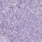 Acetylcholine Receptor antibody, PA5-53124, Invitrogen Antibodies, Immunohistochemistry frozen image 