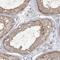 Ankyrin Repeat And Sterile Alpha Motif Domain Containing 1A antibody, NBP1-89078, Novus Biologicals, Immunohistochemistry frozen image 