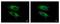 VPS11 Core Subunit Of CORVET And HOPS Complexes antibody, PA5-21854, Invitrogen Antibodies, Immunofluorescence image 