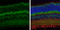 Solute Carrier Family 1 Member 2 antibody, GTX134062, GeneTex, Immunohistochemistry paraffin image 