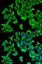 Proteasome 26S Subunit, Non-ATPase 9 antibody, LS-C334007, Lifespan Biosciences, Immunofluorescence image 