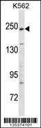 Kinase D Interacting Substrate 220 antibody, 58-360, ProSci, Western Blot image 