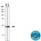 Purine Nucleoside Phosphorylase antibody, AF6486, R&D Systems, Western Blot image 