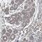 Spartin antibody, PA5-65224, Invitrogen Antibodies, Immunohistochemistry frozen image 