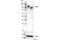 Leukocyte Immunoglobulin Like Receptor B1 antibody, 78144S, Cell Signaling Technology, Western Blot image 